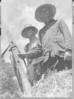 SA0141 - Photograph of two unidentified men in hats, working in a hay field; agricultural implements are shown.